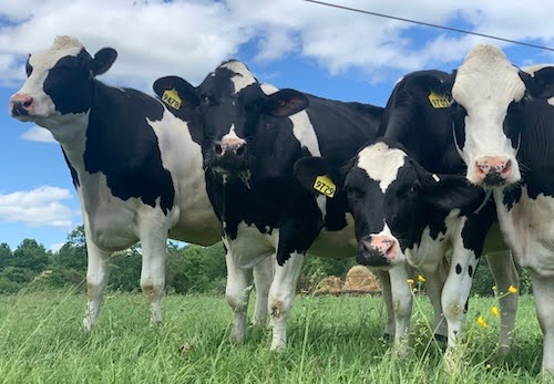 (But there aren’t hundreds of cows to milk on the campaign!)
